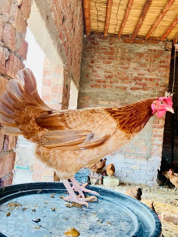 Golden silver|Misri|Desi egg laying hen| Murgi|female|pathi 3