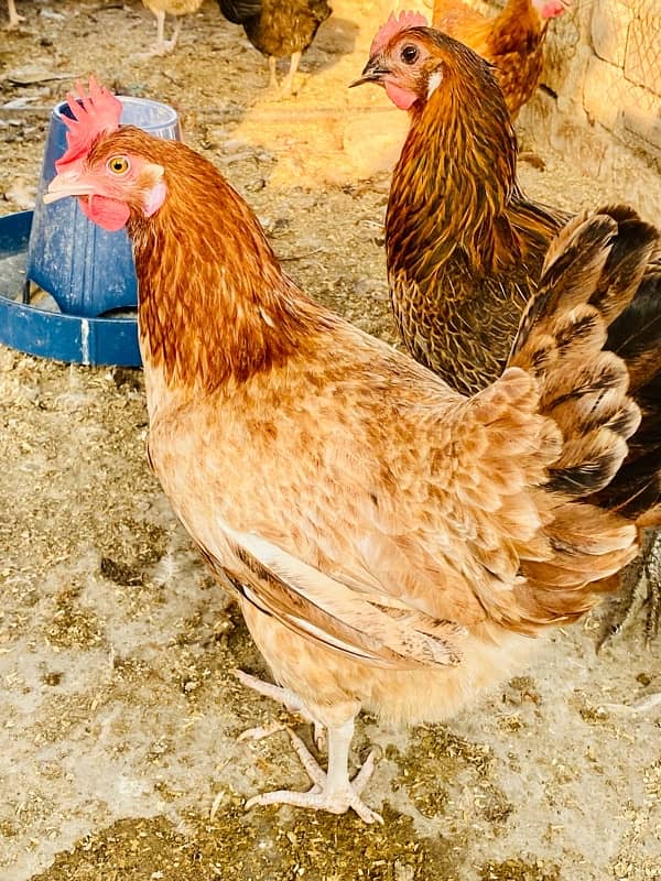 Golden silver|Misri|Desi egg laying hen| Murgi|female|pathi 6