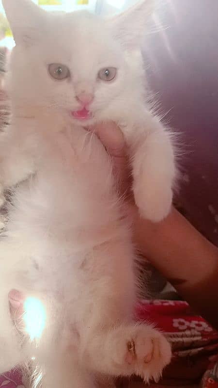 Persian Male Kitten 1