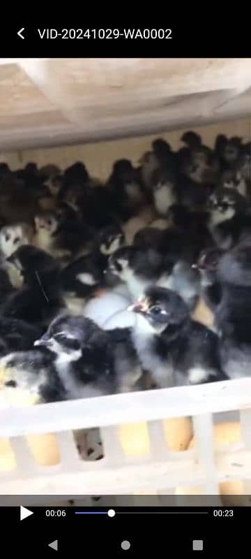 Australorp checks for sale 0