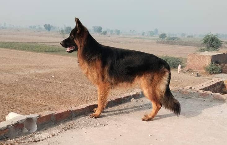 Pink pedigree German Shepherd | gsd | Long coat dog | Dog for sale 1