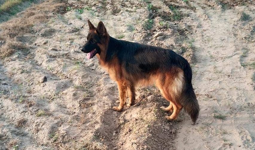 Pink pedigree German Shepherd | gsd | Long coat dog | Dog for sale 2