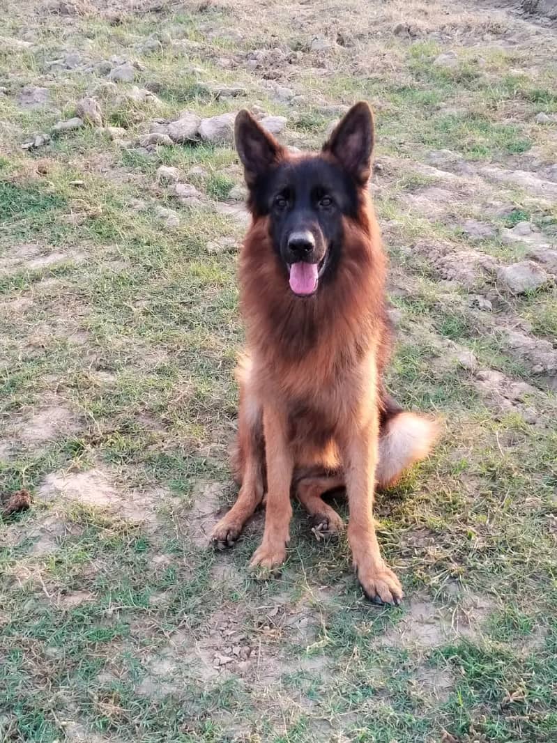 Pink pedigree German Shepherd | gsd | Long coat dog | Dog for sale 3