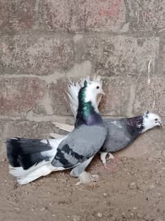 pigeons