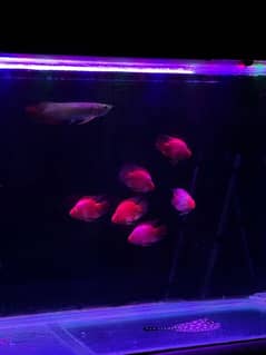 Blood Parrot Fish Pair