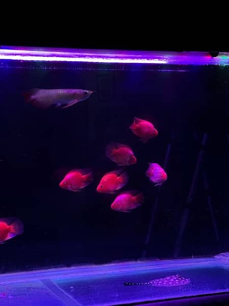 Blood Parrot Fish Pair 1