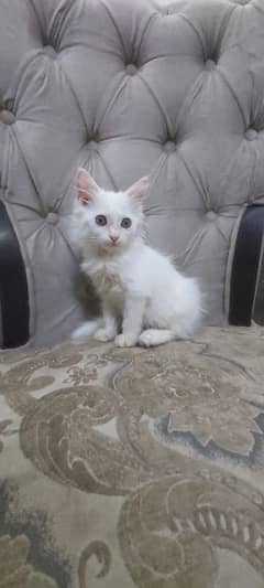 Persian kitten