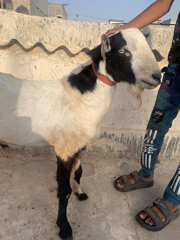 Teddy Ablak White eyes fresh 2 Dant breeder Bakra available 1