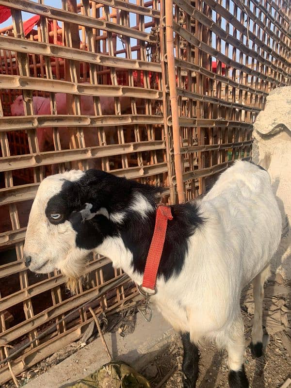 Teddy Ablak White eyes fresh 2 Dant breeder Bakra available 0