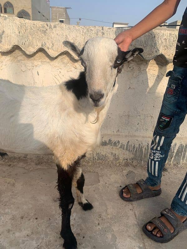 Teddy Ablak White eyes fresh 2 Dant breeder Bakra available 2