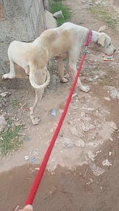 bully kutta