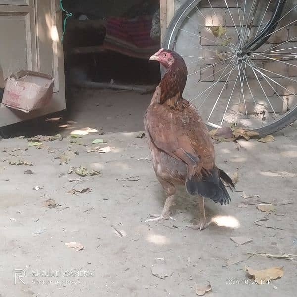 aseel hen and aseel murgs for sale 03036308392 11