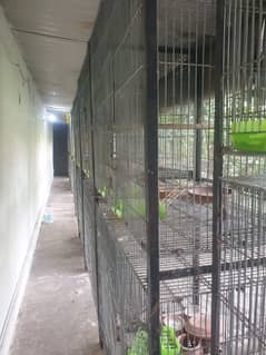 cocktail pair and cages available