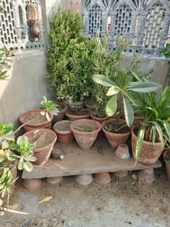 available all plants