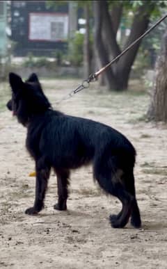 Black German shepherd long coat young femal near to heat