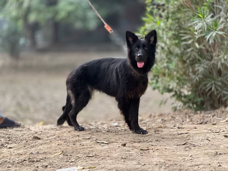 Black German shepherd long coat young femal near to heat 1