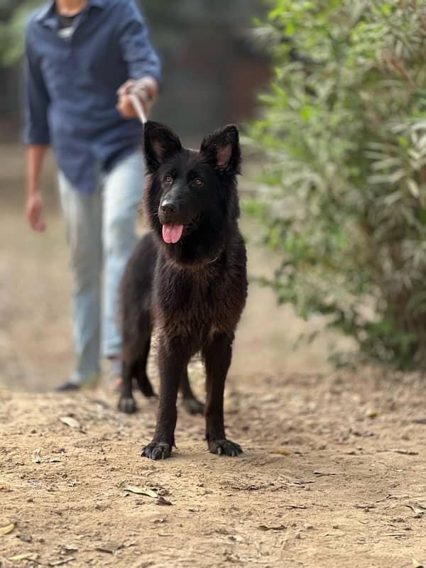 Black German shepherd long coat young femal near to heat 2