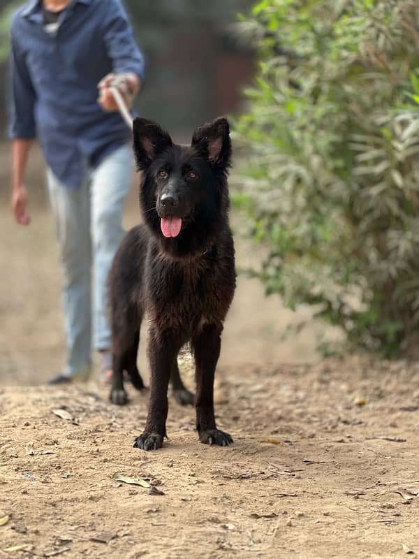 Black German shepherd long coat young femal near to heat 3