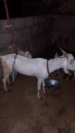 selling goat