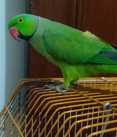 Talking parrot for urgent sale