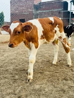 Pedigreed pure Dutch HF male calves