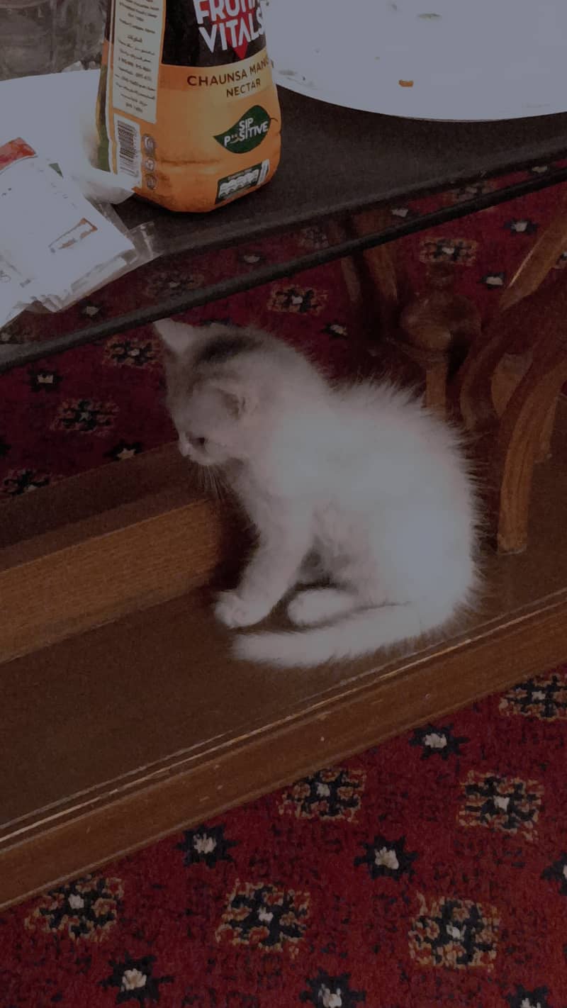 Persian mix kitten 1