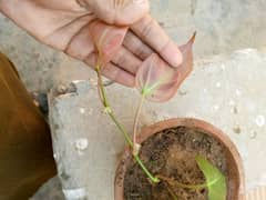 pink money plant