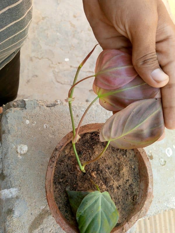 pink money plant 2