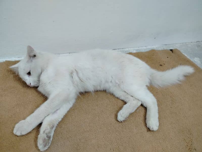 Persian doll cat  for sale 0