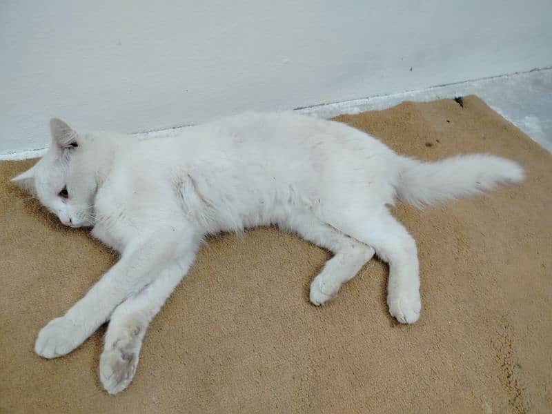 Persian doll cat  for sale 1