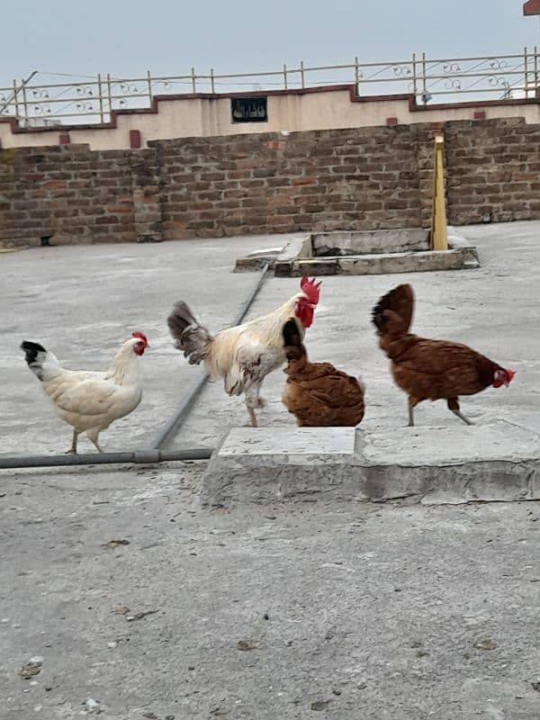 desi hens forsale 1