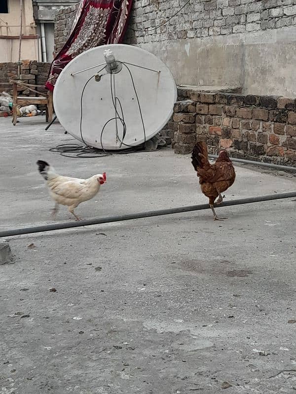 desi hens forsale 2