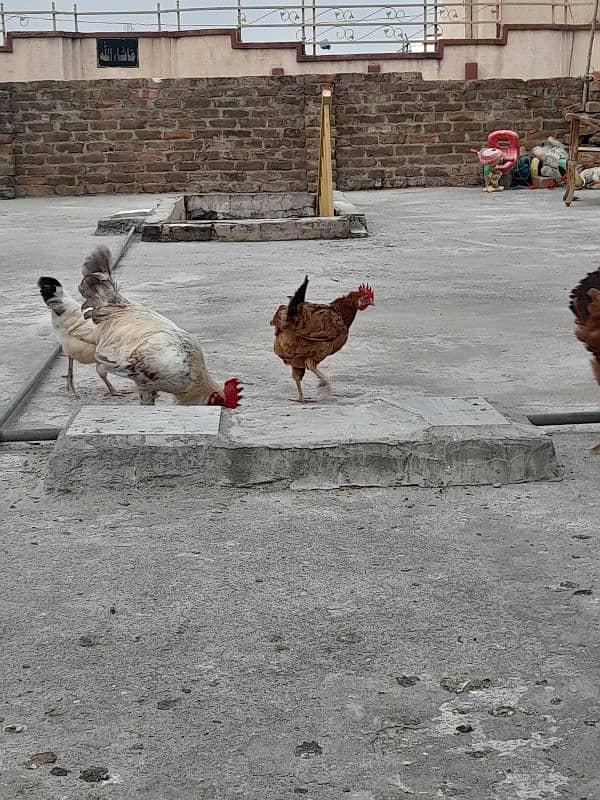 desi hens forsale 5