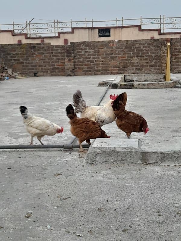 desi hens forsale 6