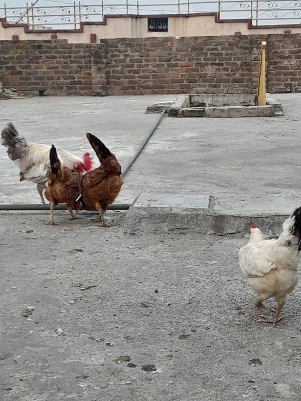 desi hens forsale 7