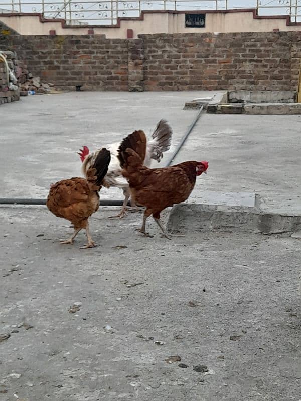 desi hens forsale 8