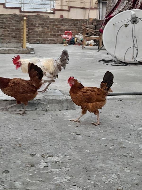 desi hens forsale 9