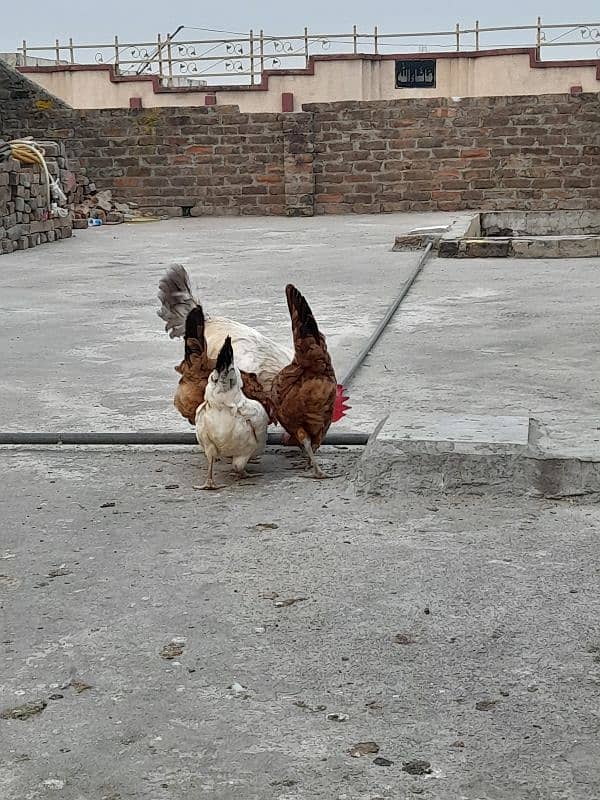 desi hens forsale 10