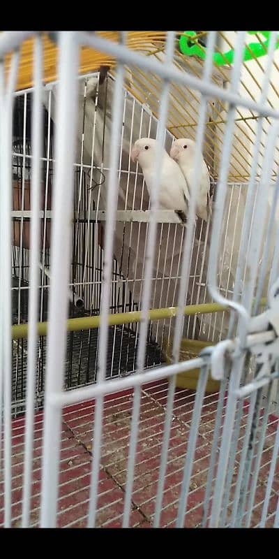 lovebirds albino 2