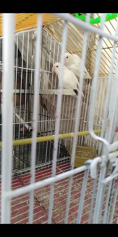 lovebirds albino 4