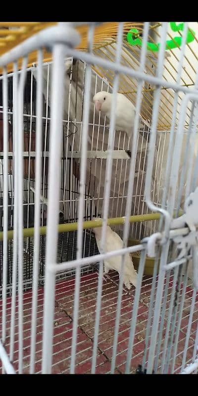 lovebirds albino 7