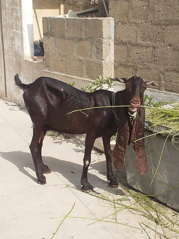 pure sindh breed kamori 1