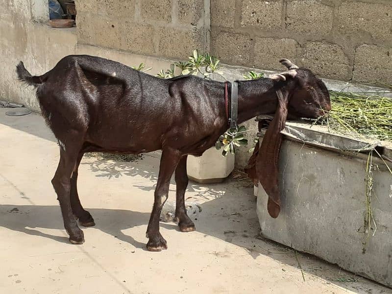 pure sindh breed kamori 4