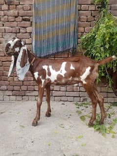 Nagri dabi female 6 month