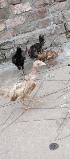 Desi Home Breed 4 month Birds 0