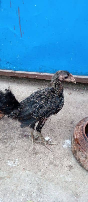 Desi Home Breed 4 month Birds 3