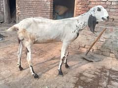 Lailpuri | Rajan puri pair |بکرے | desi Bakra | goat for sale