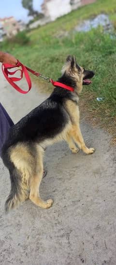 German shepherd female