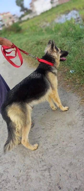 German shepherd female 0