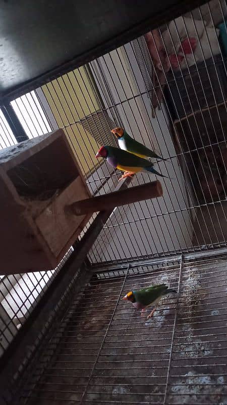 common gouldian pair plus 1 male 3